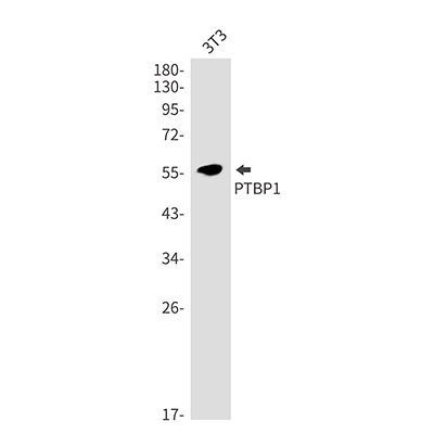 PTBP1 Rabbit Monoclonal Antibody | 兔单抗 | EnkiLife恩玑生命