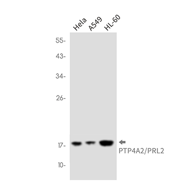 PTP4A2 Rabbit Monoclonal Antibody | 兔单抗 | EnkiLife恩玑生命