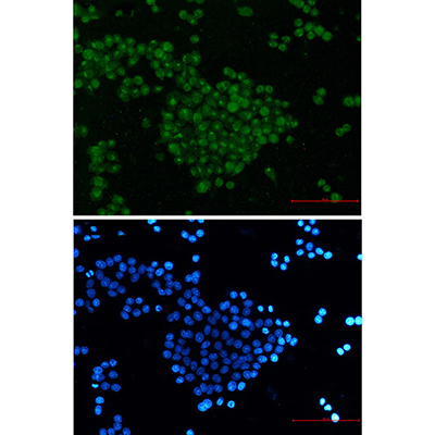 SKP2 Rabbit Monoclonal Antibody | 兔单抗 | EnkiLife恩玑生命
