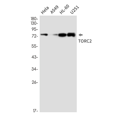 CREB Regulated Transcription Coactivator 2 Rabbit Monoclonal Antibody | 兔单抗 | EnkiLife恩玑生命