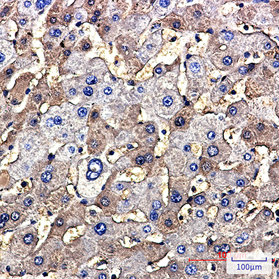 Tuberin Rabbit Monoclonal Antibody | 兔单抗 | EnkiLife恩玑生命