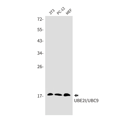 SUMO Conjugating Enzyme UBC9 Rabbit Monoclonal Antibody | 兔单抗 | EnkiLife恩玑生命