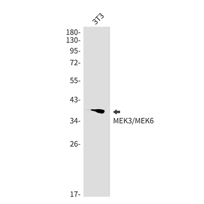 MEK3/MEK6 Rabbit Monoclonal Antibody | 兔单抗 | EnkiLife恩玑生命