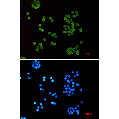 Acetyl-Histone H4 (Lys5) Rabbit Monoclonal Antibody | 兔单抗 | EnkiLife恩玑生命