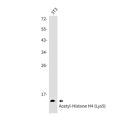 Acetyl-Histone H4 (Lys5) Rabbit Monoclonal Antibody | 兔单抗 | EnkiLife恩玑生命