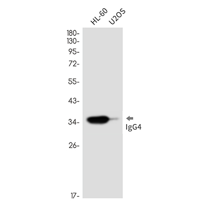 Human IgG4 Rabbit Monoclonal Antibody | 兔单抗 | EnkiLife恩玑生命