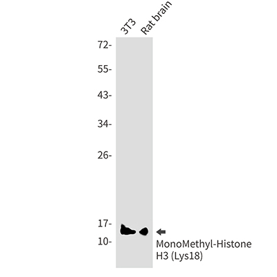 MonoMethyl-Histone H3 (Lys18) Rabbit Monoclonal Antibody | 兔单抗 | EnkiLife恩玑生命