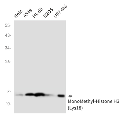 MonoMethyl-Histone H3 (Lys18) Rabbit Monoclonal Antibody | 兔单抗 | EnkiLife恩玑生命