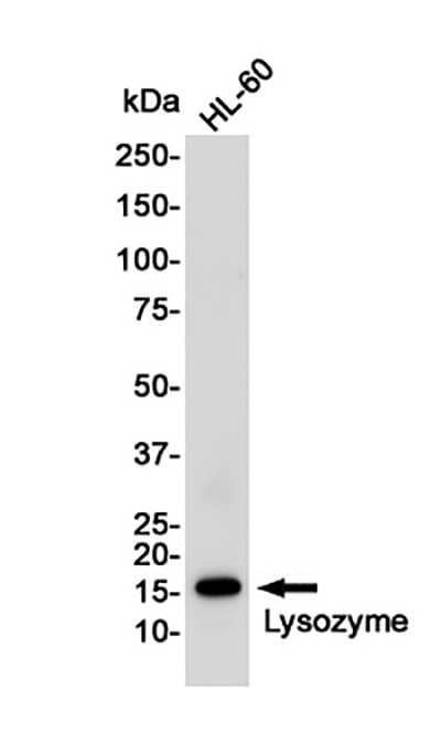 Lysozyme Rabbit Monoclonal Antibody | 兔单抗 | EnkiLife恩玑生命