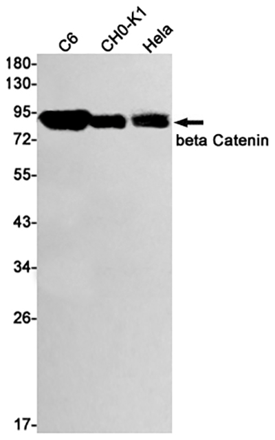 beta Catenin Rabbit Monoclonal Antibody | 兔单抗 | EnkiLife恩玑生命