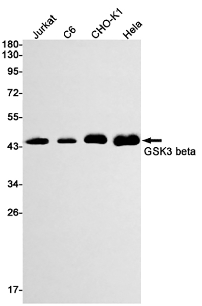 GSK3 beta Rabbit Monoclonal Antibody | 兔单抗 | EnkiLife恩玑生命