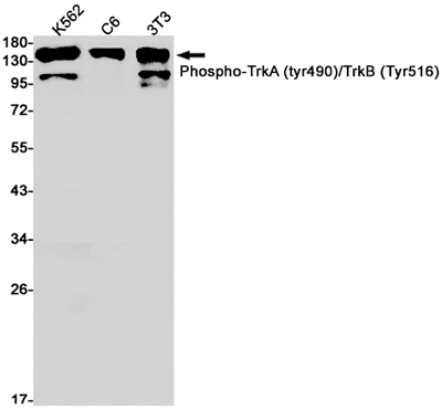 Phospho-TrkA/B (Tyr490/Tyr516) Rabbit Monoclonal Antibody | 兔单抗 | EnkiLife恩玑生命