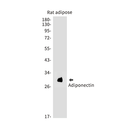Adiponectin Rabbit Monoclonal Antibody | 兔单抗 | EnkiLife恩玑生命