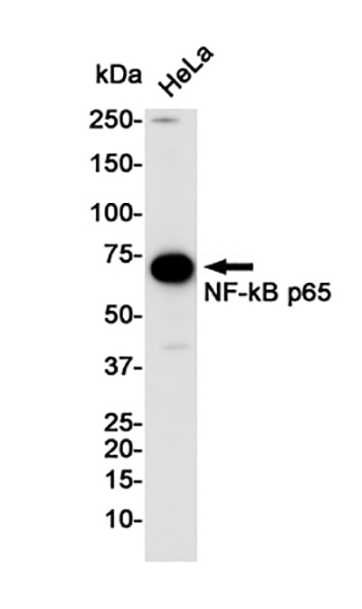 NF-KB p65 Rabbit Monoclonal Antibody | 兔单抗 | EnkiLife恩玑生命