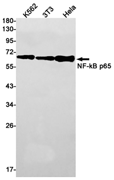 NF-KB p65 Rabbit Monoclonal Antibody | 兔单抗 | EnkiLife恩玑生命