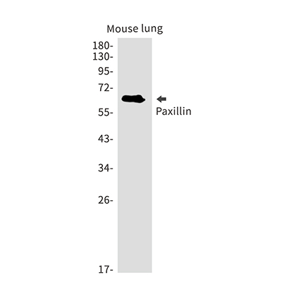 Paxillin Rabbit Monoclonal Antibody | 兔单抗 | EnkiLife恩玑生命