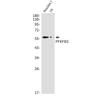 PFKFB3 Rabbit Monoclonal Antibody | 兔单抗 | EnkiLife恩玑生命