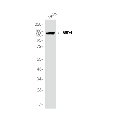 BRD4 Rabbit Monoclonal Antibody | 兔单抗 | EnkiLife恩玑生命