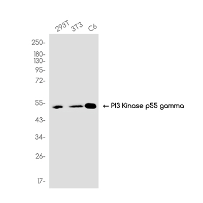 PI3 Kinase p55 gamma Rabbit Monoclonal Antibody | 兔单抗 | EnkiLife恩玑生命