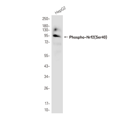 Phospho-Nrf2 (Ser40) Rabbit Monoclonal Antibody | 兔单抗 | EnkiLife恩玑生命