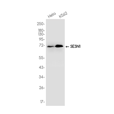 SESN1 Rabbit Monoclonal Antibody | 兔单抗 | EnkiLife恩玑生命