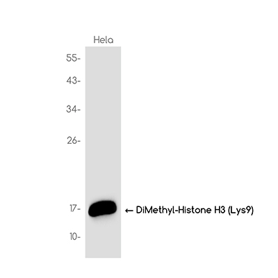 DiMethyl-Histone H3 (Lys9) Rabbit Monoclonal Antibody | 兔单抗 | EnkiLife恩玑生命