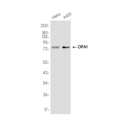 OPA1 Rabbit Monoclonal Antibody | 兔单抗 | EnkiLife恩玑生命