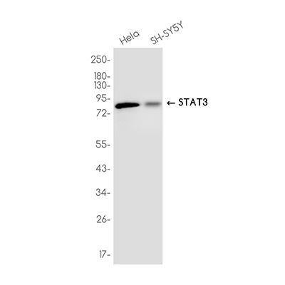 STAT3 Rabbit Monoclonal Antibody | 兔单抗 | EnkiLife恩玑生命
