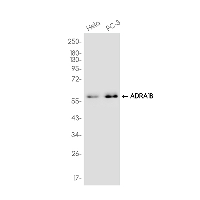 ADRA1B Rabbit Monoclonal Antibody | 兔单抗 | EnkiLife恩玑生命