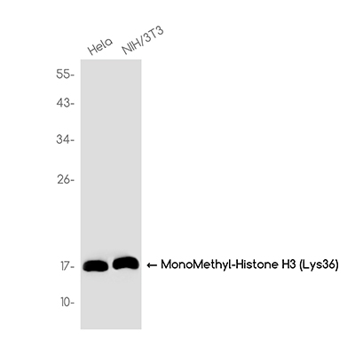 MonoMethyl-Histone H3 (Lys36) Rabbit Monoclonal Antibody | 兔单抗 | EnkiLife恩玑生命