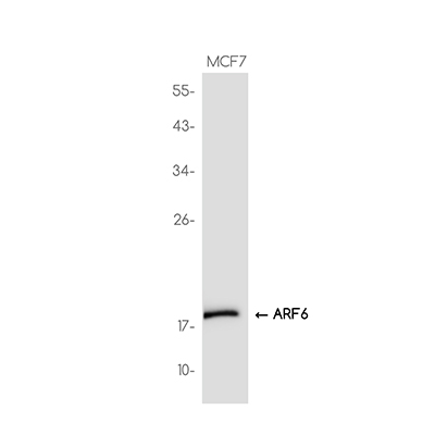 ARF6 Rabbit Monoclonal Antibody | 兔单抗 | EnkiLife恩玑生命