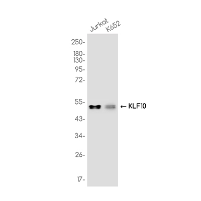 KLF10 Rabbit Monoclonal Antibody | 兔单抗 | EnkiLife恩玑生命