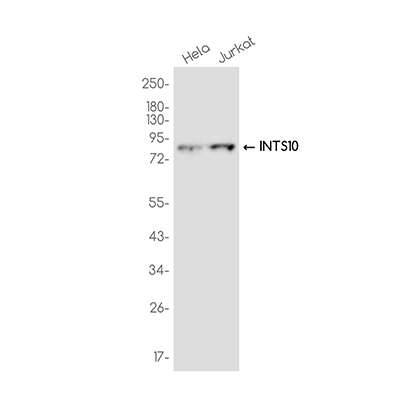 INTS10 Rabbit Monoclonal Antibody | 兔单抗 | EnkiLife恩玑生命
