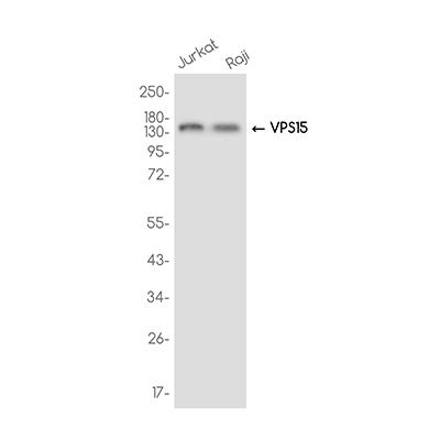 PI 3 Kinase p150 Rabbit Monoclonal Antibody | 兔单抗 | EnkiLife恩玑生命