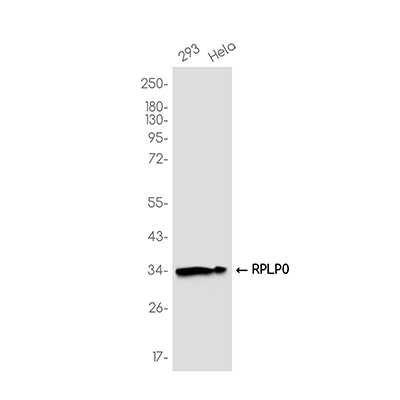 RPLP0 Rabbit Monoclonal Antibody | 兔单抗 | EnkiLife恩玑生命