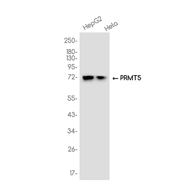 PRMT5 Rabbit Monoclonal Antibody | 兔单抗 | EnkiLife恩玑生命