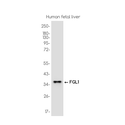 FGL1 Rabbit Monoclonal Antibody | 兔单抗 | EnkiLife恩玑生命