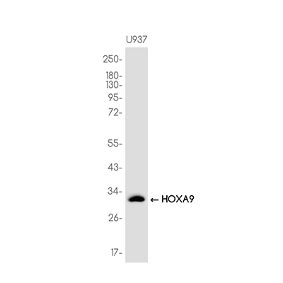 HOXA9 Rabbit Monoclonal Antibody | 兔单抗 | EnkiLife恩玑生命