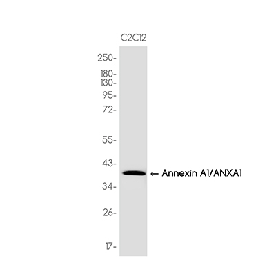 Annexin A1/ANXA1 Rabbit Monoclonal Antibody | 兔单抗 | EnkiLife恩玑生命