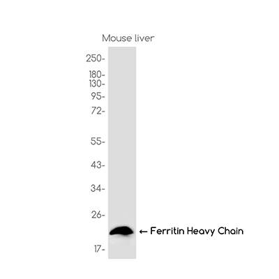 Ferritin Heavy Chain Rabbit Monoclonal Antibody | 兔单抗 | EnkiLife恩玑生命