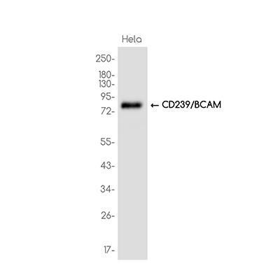 CD239/BCAM Rabbit Monoclonal Antibody | 兔单抗 | EnkiLife恩玑生命