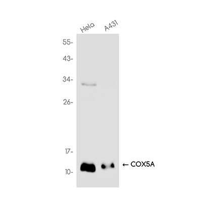 COX5A Rabbit Monoclonal Antibody | 兔单抗 | EnkiLife恩玑生命