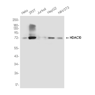HDAC10 Rabbit Monoclonal Antibody | 兔单抗 | EnkiLife恩玑生命