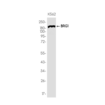 BRG1 Rabbit Monoclonal Antibody | 兔单抗 | EnkiLife恩玑生命