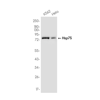 Hsp75 Rabbit Monoclonal Antibody | 兔单抗 | EnkiLife恩玑生命