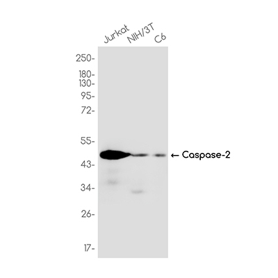 Caspase-2 Rabbit Monoclonal Antibody | 兔单抗 | EnkiLife恩玑生命