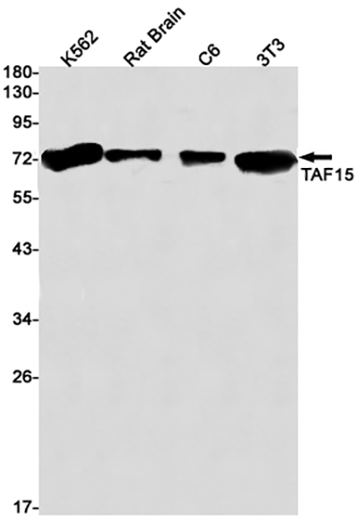 TAF15 Rabbit Monoclonal Antibody | 兔单抗 | EnkiLife恩玑生命