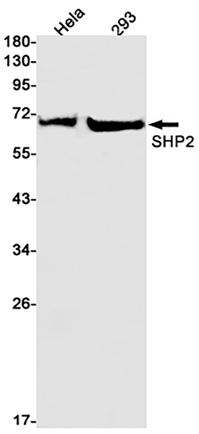 SHP2 Rabbit Monoclonal Antibody | 兔单抗 | EnkiLife恩玑生命