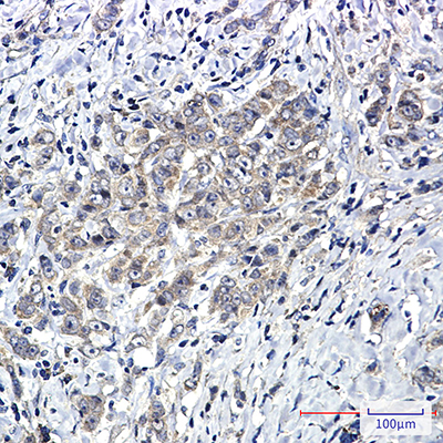 SHP2 Rabbit Monoclonal Antibody | 兔单抗 | EnkiLife恩玑生命