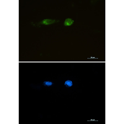 LRP1 Rabbit Monoclonal Antibody | 兔单抗 | EnkiLife恩玑生命